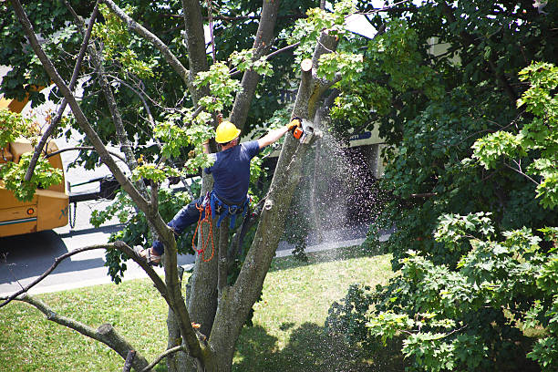 Professional Tree Care in Dickson, TN